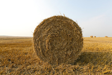 haystacks in a field of straw