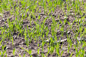 field with cereals