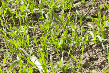 field with cereals
