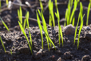 young sprouts of wheat