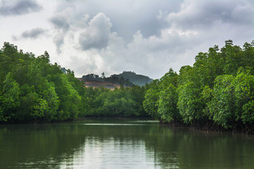 Fototapeta premium mangrove forest