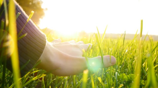 person touching green grass field flowers at sunset light