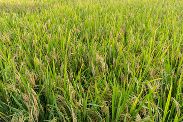 Obraz premium Rice field