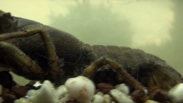 crawfish  - astacus astacus - under water