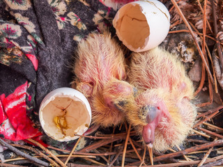Two Yellow Flapper of acridotheres it Sleeping in a nest.