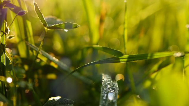 dew water drops on green grass field background. macro close up of grass flowers