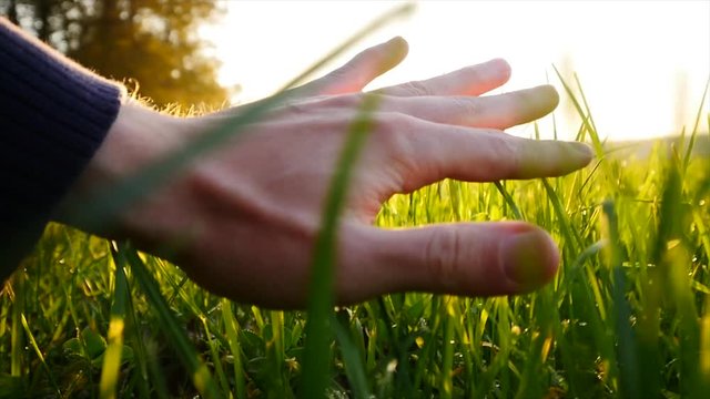 hand touching green grass field background. farming harvesting ecology scene