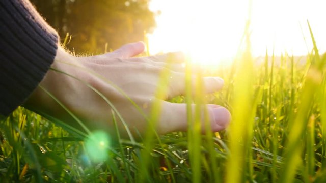 hand of male touching grass outdoors. vivid colors at sunset light