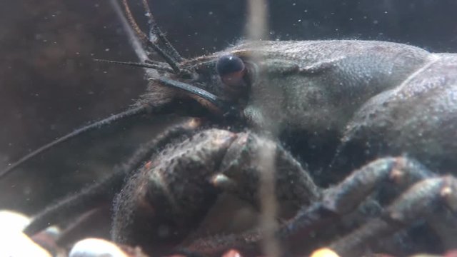 crawfish  - astacus astacus - under water