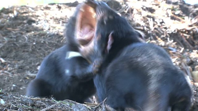 Tasmaniandevil044