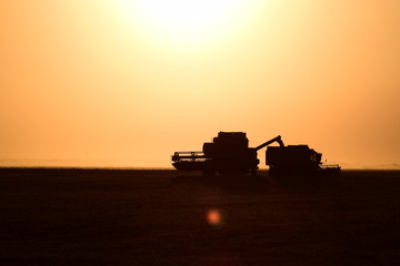 Fototapeta premium Harvesting by combines at sunset.