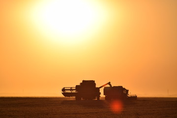 Fototapeta premium Harvesting by combines at sunset.
