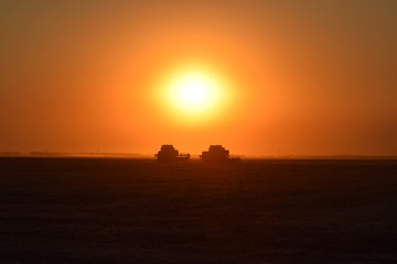 Harvesting by combines at sunset.