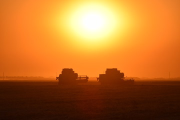 Harvesting by combines at sunset.
