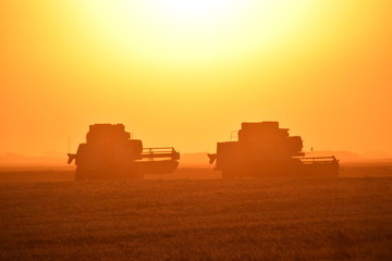 Fototapeta premium Harvesting by combines at sunset.