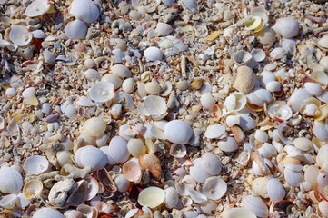 Seashells on Beach