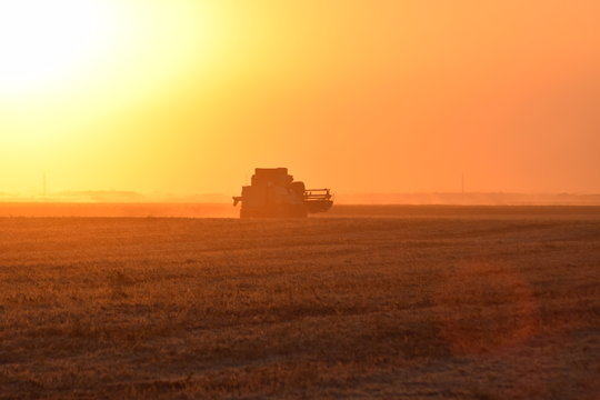 Harvesting by combines at sunset.