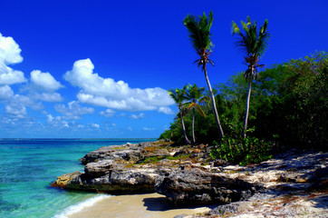 Obraz premium Beach with Palms - Dominican Republic