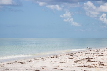 Fototapeta na wymiar Single Seagull on the Beach