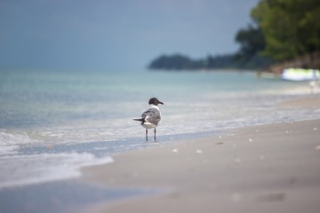 Single Seagull on the Beach