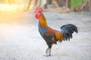 beautiful rooster