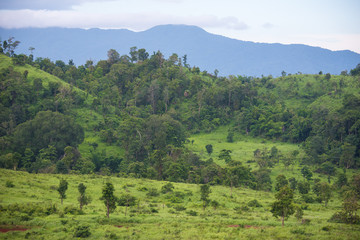 Obraz premium Savanna grass field with mountain in Thung Yai Naresuan East Wildlife Sanctuary - The world heritage site, Tak Thailand.
