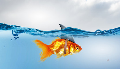 Gold fish with shark flip  . Mixed media