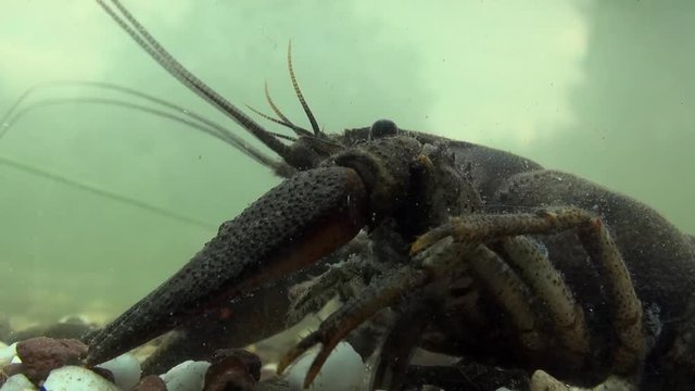 crawfish  - astacus astacus - under water