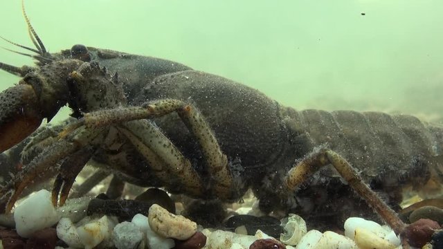 crawfish  - astacus astacus - under water