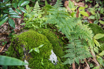 Ferns growing on a rock Tak ,Thailand.