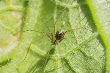 Long leg garden Spider saw at Los Angeles