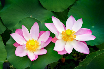 Pink Lotus