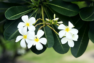 yellow plumeria  flower