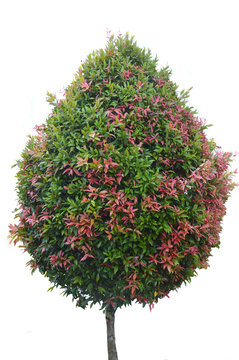 Ornamental Plant Red Bud Tree