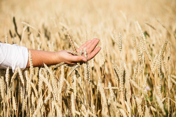 Hand of a farmer touching ripening ears of yellow wheat . Farmer