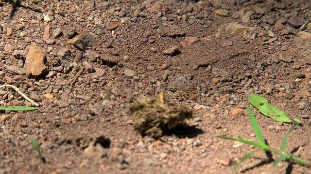 Ants