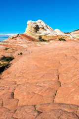 White Pocker, Arizona