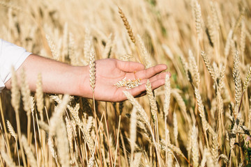 Fototapeta na wymiar The hand of the farmer holding ripe wheat in early summer. Farme