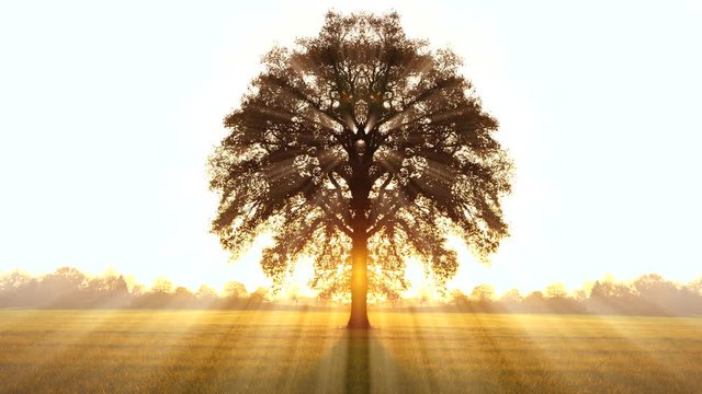 tree of life background. sunbeam sunset silhouette. colorful nature background