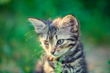 Portrait of cute little kitten in the garden