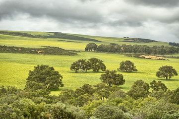 Obraz premium Wildflowers in Lesueur National Park