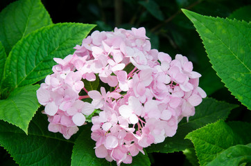 Hydrangea flower