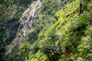 Cycad palm tree in the forest Umphang Tak ,Thailand.