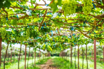 Grape farm in the countryside of Thailand.