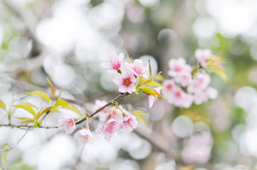 Wild Himalayan Cherry or Wild Himalayan flower