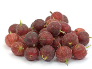 Rote Stachelbeeren, Ribes uva-crispa, Gooseberries