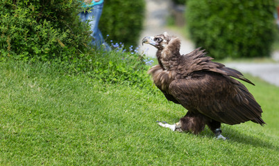 Werfen Falcon Show