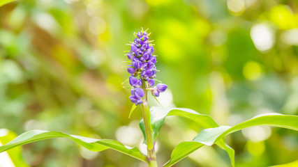 Blue Ginger flower in the garden.