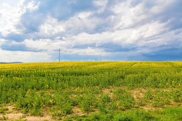 Yellow oilseed flower field and cloudy sky