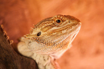 Portrait einer Bartagame - Der durchdringende Blick eines Reptils